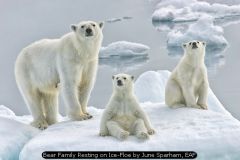 Bear Family Resting on Ice-Floe by June Sparham, EAF