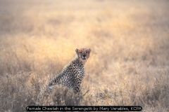 InterFed Nature Prints 2022