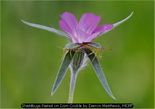 Shieldbugs Paired on Corn Cockle by Darron Matthews, MCPF