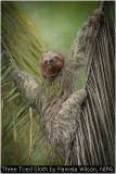 Three Toed Sloth by Pamela Wilson, NIPA