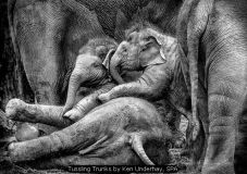 Tussling Trunks by Ken Underhay, SPA