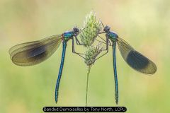 Banded Demoiselles by Tony North, LCPU