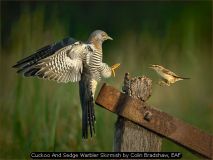 Cuckoo And Sedge Warbler Skirmish by Colin Bradshaw, EAF