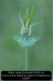 Male Large Emerald Moth on Corncockle Head by Darron Matthews, MCPF