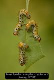 Rose Sawfly caterpillars by Robert Harvey, WCPF