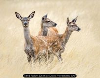 Timid Fallow Deer by David Morement, EAF