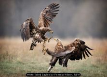 White Tailed Eagles by Pamela Wilson, NIPA