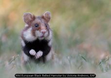 Wild European Black Bellied Hamster by Victoria Andrews, EAF