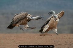 InterFed Nature Prints 2024