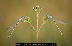 Common Blue Damselflies by Tony North, L&CPU