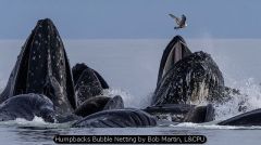 Humpbacks Bubble Netting by Bob Martin, L&CPU
