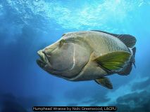Humphead Wrasse by Nicki Greenwood, L&CPU