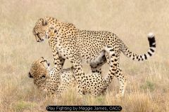 Play Fighting by Maggie James, CACC