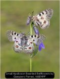 Small Apolloson Bearded Bellflowers by Gianpiero Ferrari, N&EMPF