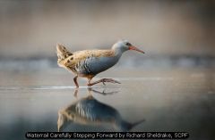 Waterrail Carefully Stepping Forward by Richard Sheldrake, SCPF