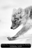 Arctic Fox Stepping Forward by Richard Sheldrake, SCPF