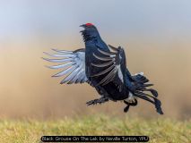 Black Grouse On The Lek by Neville Turton, YPU