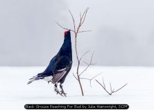 Black Grouse Reaching For Bud by Julia Wainwright, SCPF