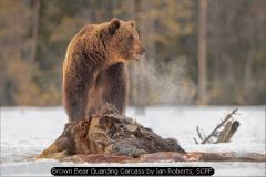 Brown Bear Guarding Carcass by Ian Roberts, SCPF