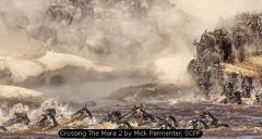 Crossing The Mara 2 by Mick Parmenter, SCPF