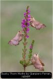 Dusky Thorn Moths by Gianpiero Ferrari, NEMPF