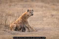 Female Hyena With Cubs by Ian Roberts, SCPF