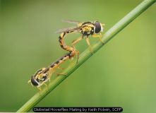 Globetail Hoverflies Mating by Keith Polwin, SCPF