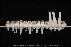 Helmet Shrike Preparing To Sleep by Gary Collyer, WPF