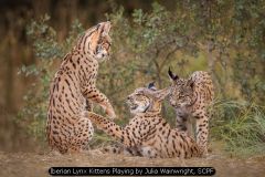 Iberian Lynx Kittens Playing by Julia Wainwright, SCPF