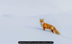 Japanese Red Fox by Kerry Dutton, SCPF