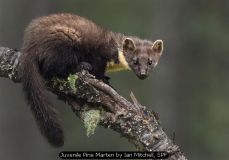 Juvenile Pine Marten by Ian Mitchell, SPF