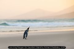Lone King Penguin On Saunders Island by Richard Sheldrake, SCPF