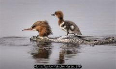 Mums Taxi by Malcolm Martin, SPF
