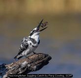 Pied Kingfisher Juggling Catch by Ferg Cowhig, SCPF