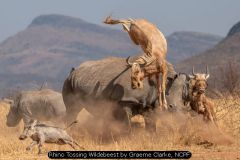 Rhino Tossing Wildebeest by Graeme Clarke, NCPF