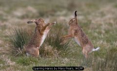 Sparring Hares by Mary Pears, WCPF