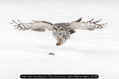 Ural Owl Hunting In The Snow by Julia Wainwright, SCPF