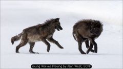 Young Wolves Playing by Alan West, SCPF