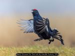 Black Grouse On The Lek by Neville Turton, YPU