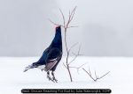 Black Grouse Reaching For Bud by Julia Wainwright, SCPF