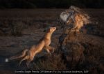 Bonellis Eagle Fends Off Iberian Fox by Victoria Andrews, EAF