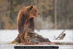 Brown Bear Guarding Carcass by Ian Roberts, SCPF