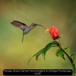 Female Green Hermit Hummingbird by Bridget Fonteneau, SCPF