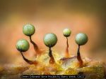 Green Cribraria Slime Moulds by Barry Webb, CACC