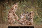 Iberian Lynx Kittens Playing by Julia Wainwright, SCPF