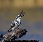 Pied Kingfisher Juggling Catch by Ferg Cowhig, SCPF