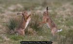 Sparring Hares by Mary Pears, WCPF