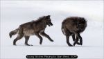 Young Wolves Playing by Alan West, SCPF