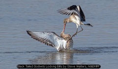 Black Tailed Godwits Locking Bills by Steve Walters, N&EMPF