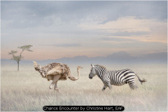 InterFed Nature Prints 2026